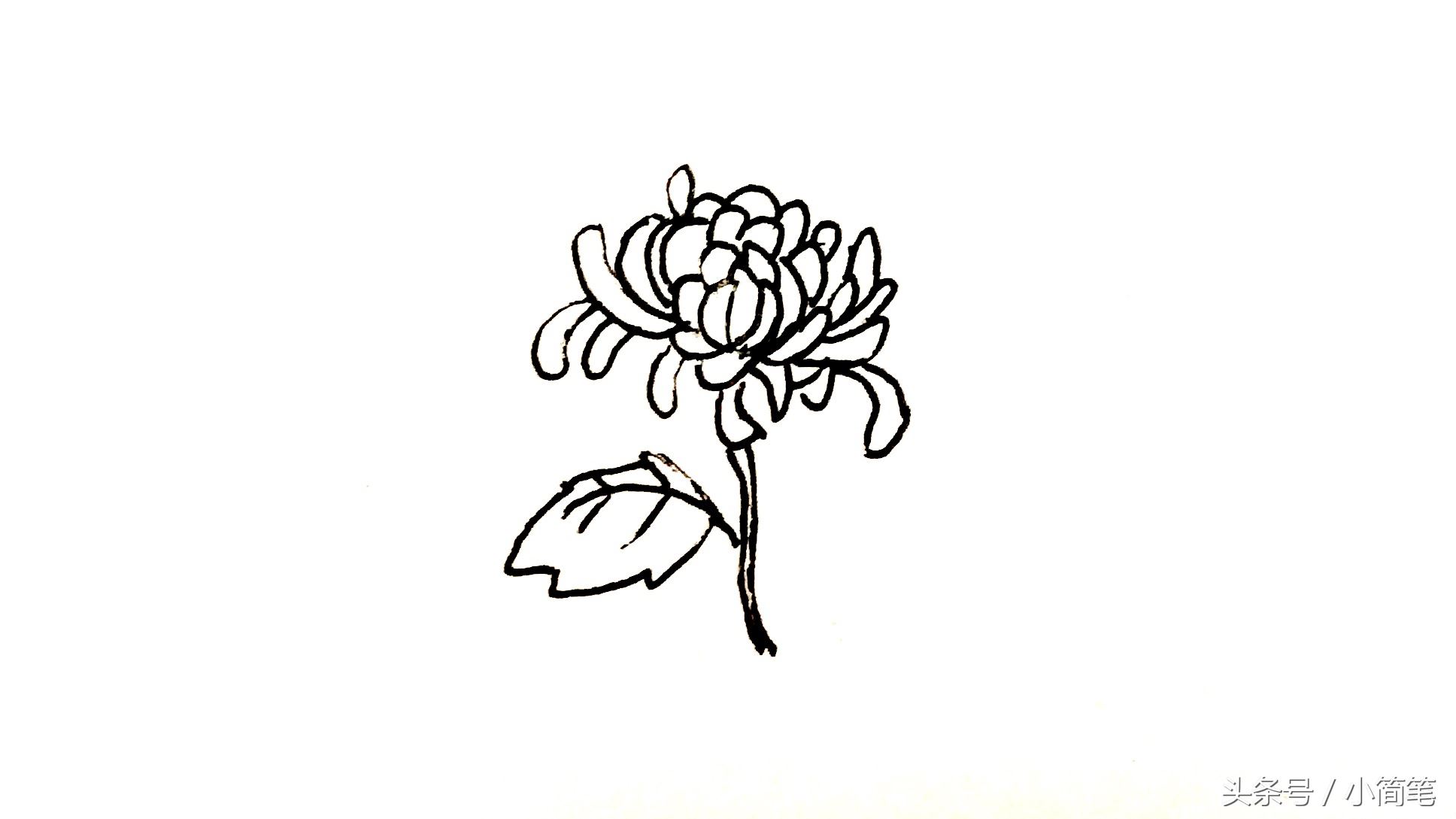 育儿简笔画植物篇吉祥的菊花绘画步骤图解
