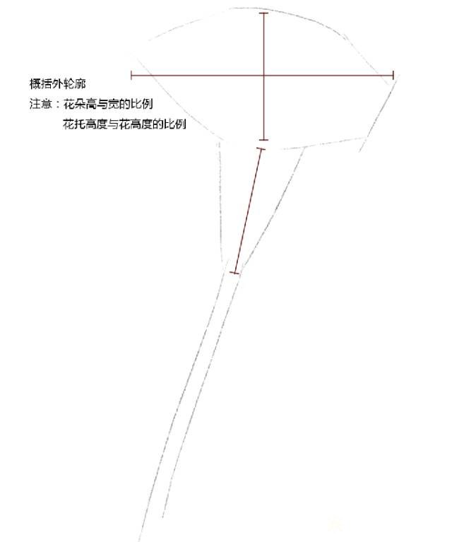 彩铅手绘详细过程康乃馨小教程