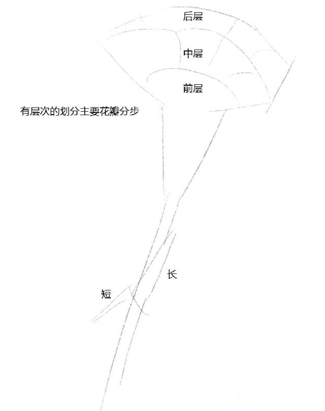 彩铅手绘详细过程康乃馨小教程