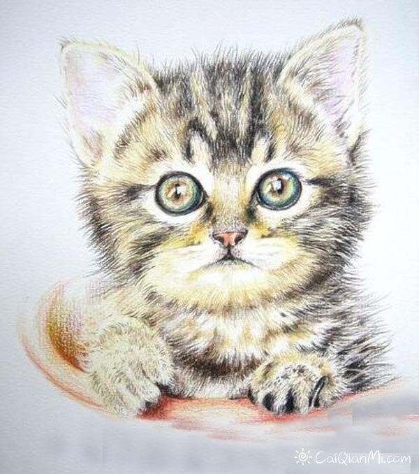 怎么用彩铅画猫咪图解步骤