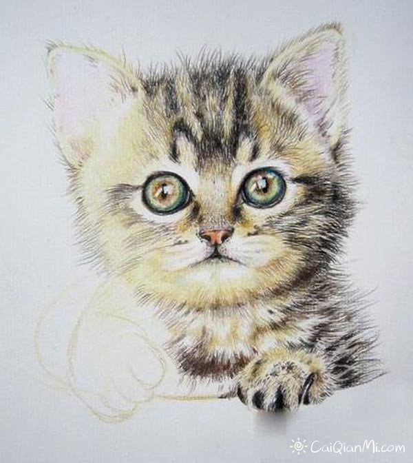怎么用彩铅画猫咪图解步骤