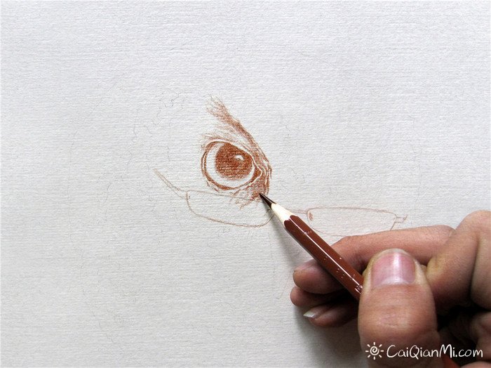 《福鸟花鸮》纸上彩铅画绘画步骤教程