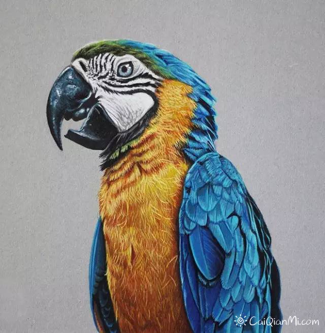 精美写实手绘彩铅动物画作品