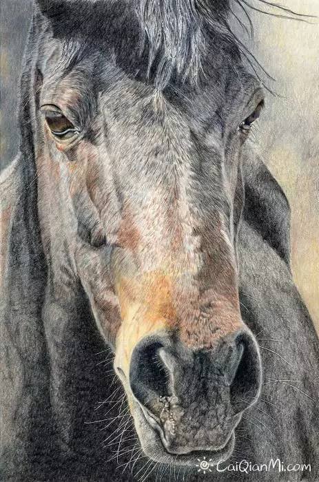 精美写实手绘彩铅动物画作品