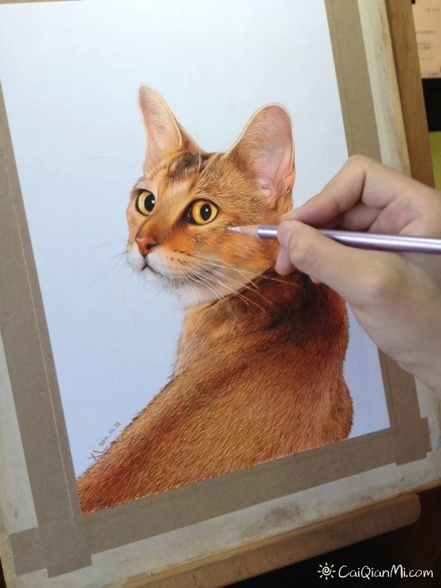 孟祥雷猫狗超写实手绘彩铅画