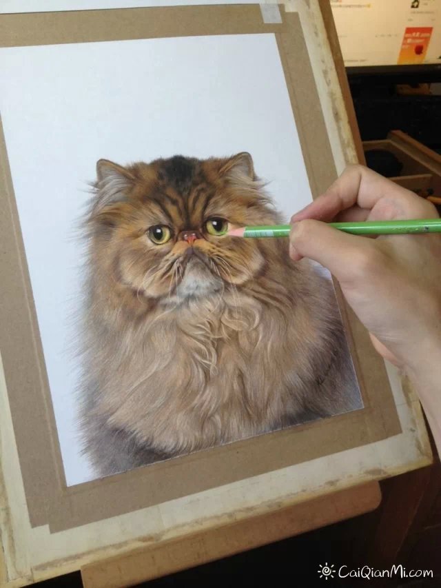 孟祥雷猫狗超写实手绘彩铅画