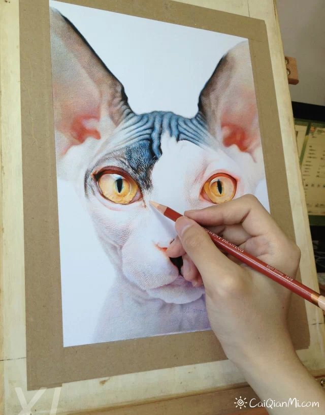 孟祥雷猫狗超写实手绘彩铅画