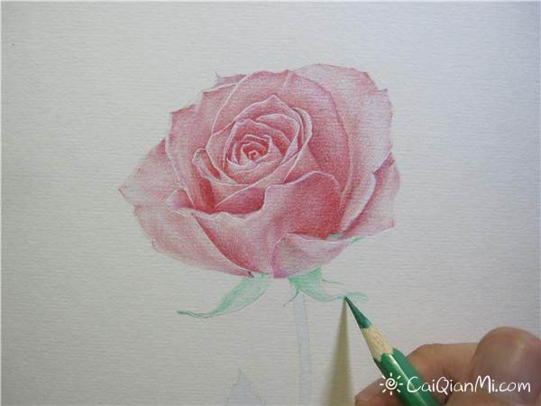 玫瑰花彩铅手绘教程分解步骤