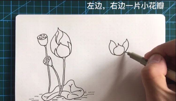 简笔画荷花的画法