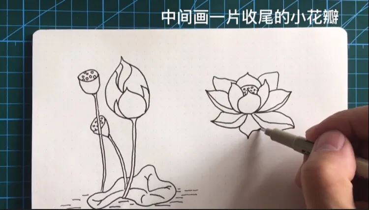 简笔画荷花的画法