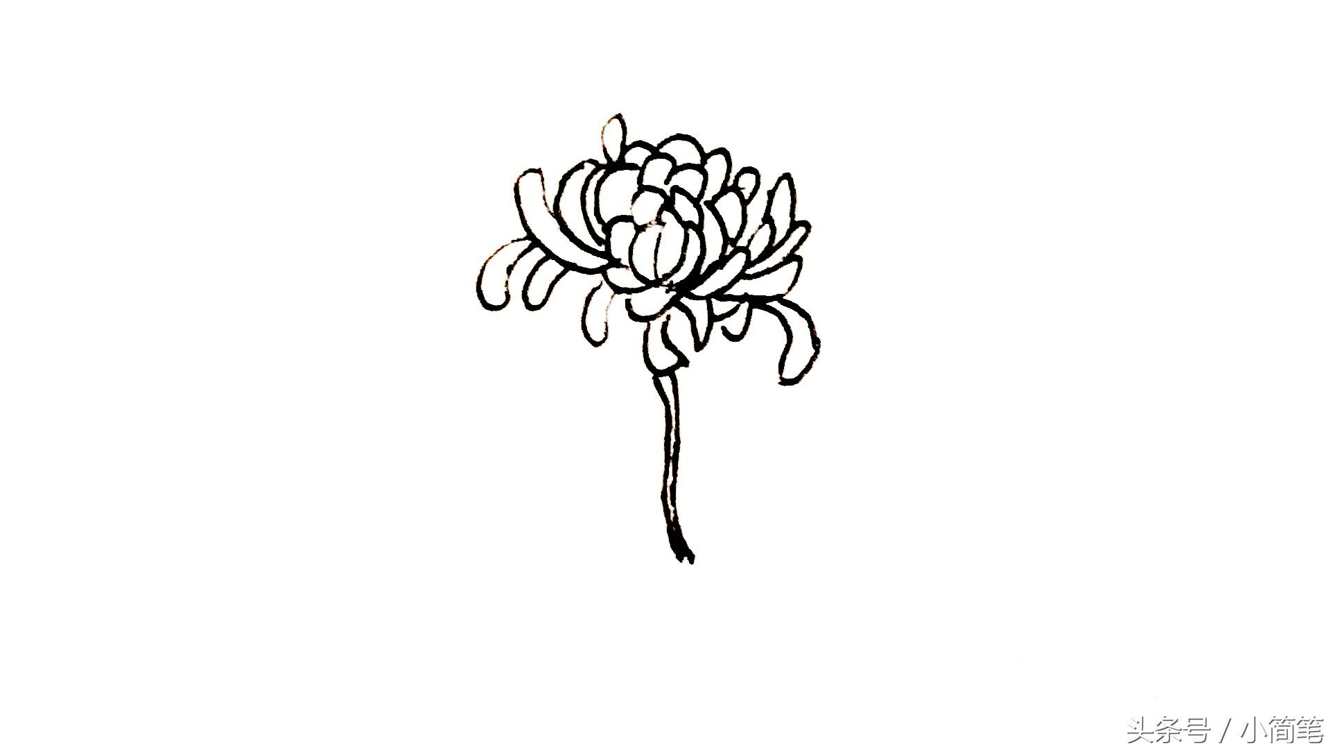 育儿简笔画植物篇（3）：吉祥的菊花