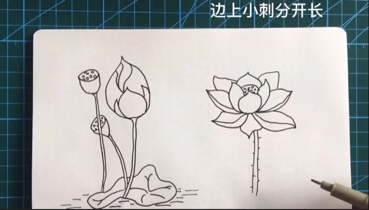 简笔画荷花的画法