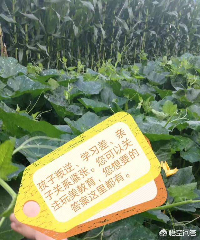 中小学沉迷网游，父母怎么看待？