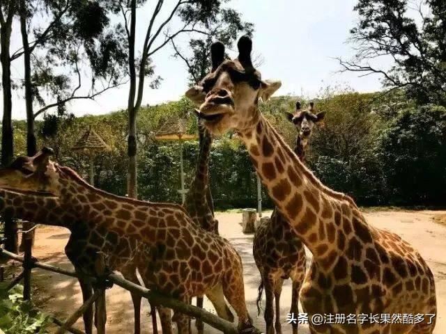 深圳有什么适合带小孩子玩的景点吗？