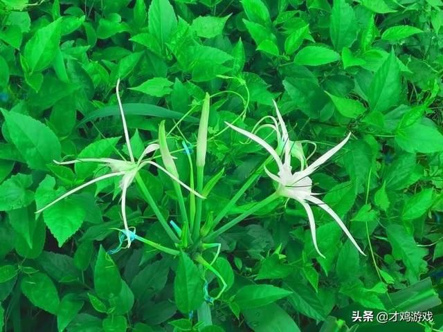 网络游戏玩的太多了戒不掉了怎么办？
