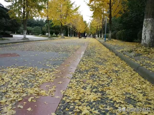 成都信息工程大学怎么样