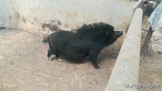 猪打架怎么办，怎样才可以让猪不打架