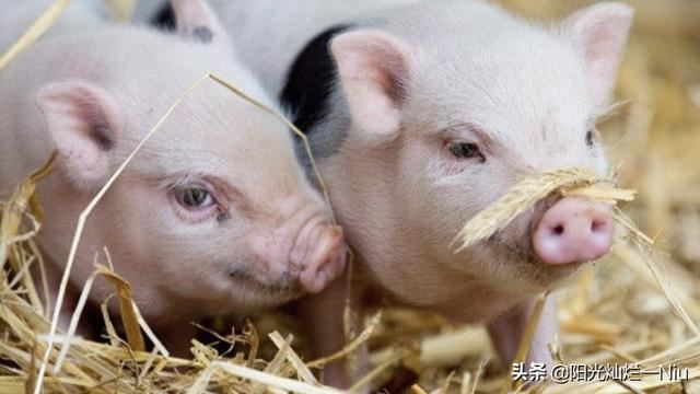 猪打架怎么办，怎样才可以让猪不打架