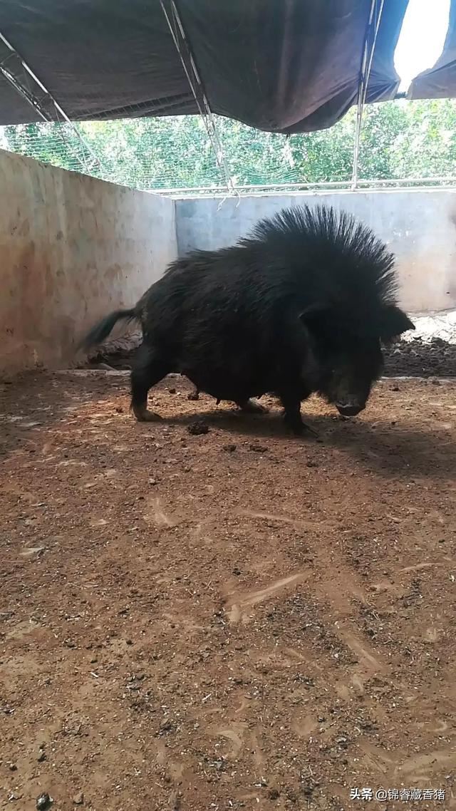 猪打架怎么办，怎样才可以让猪不打架